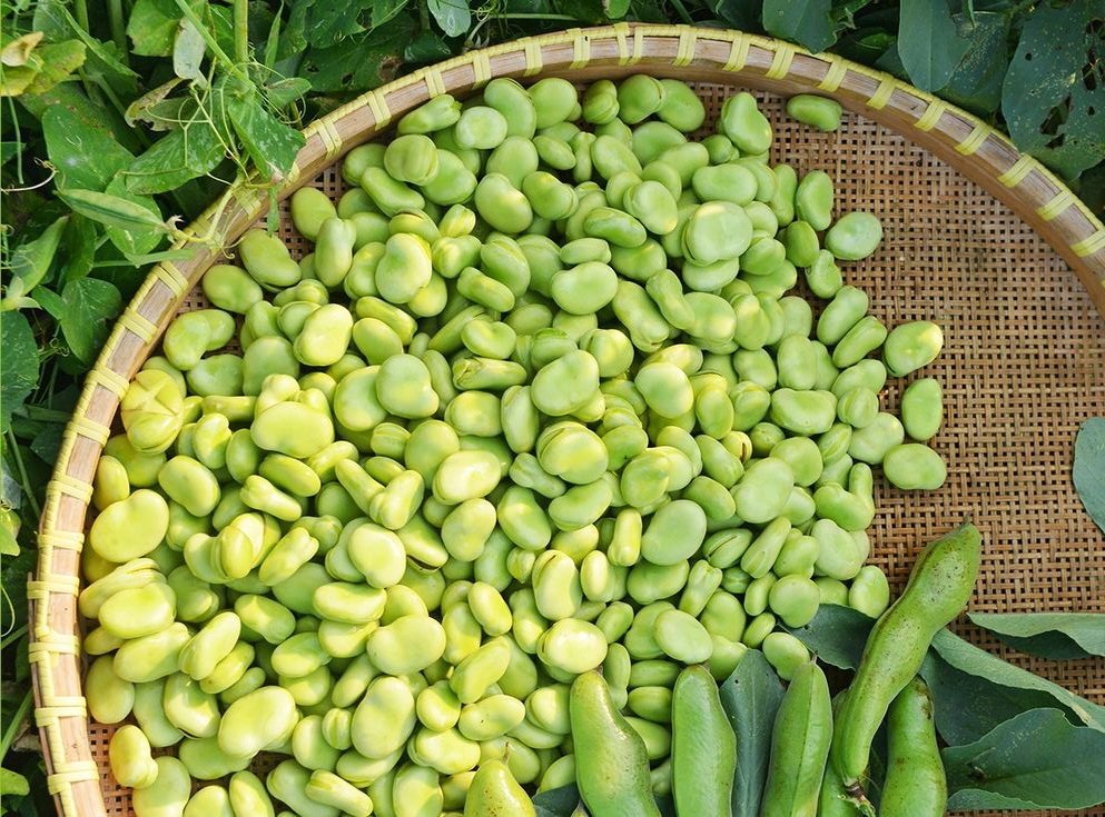 باقالی تازه گیلانه